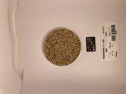 Click for 1 image(s) for this accession. SEED